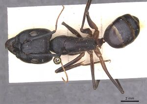 Camponotus foleyi casent0913696 d 1 high.jpg