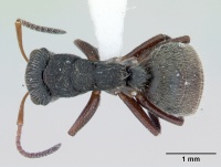Camponotus mucronatus casent0173560 dorsal 1.jpg