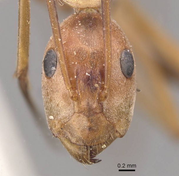 File:Camponotus rufoglaucus casent0910329 h 1 high.jpg