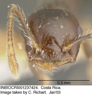 Crematogaster carinata inbiocri001237424 h 1 high.jpg