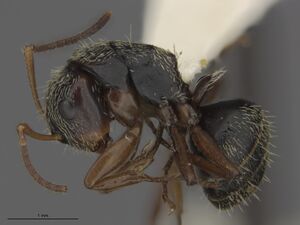 MCZ-ENT00539170 Camponotus altivagans hal.jpg