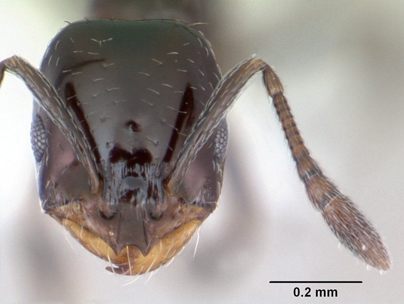 File:Monomorium minimum casent0173040 head 1.jpg