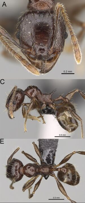 Pheidole aelloea F31ace.jpg