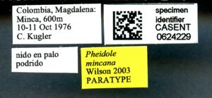 Pheidole boliviana casent0624229 l 1 high.jpg