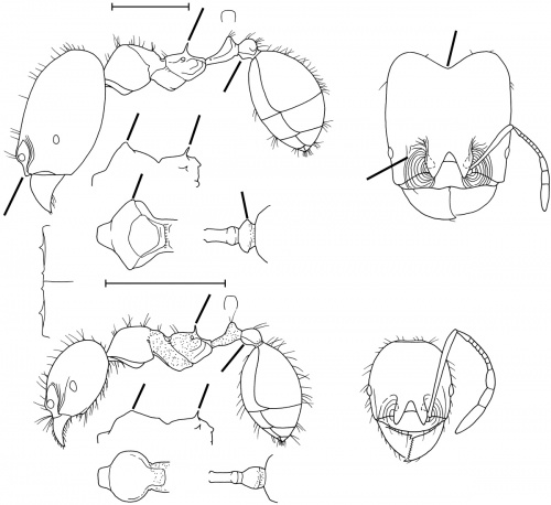 Pheidole stulta Wilson 2003.jpg