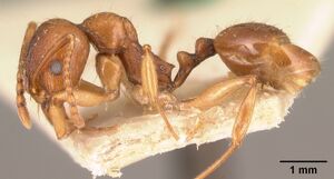 Aphaenogaster friederichsi casent0101054 profile 1.jpg