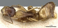 Camponotus alboannulatus casent0905506 d 1 high.jpg