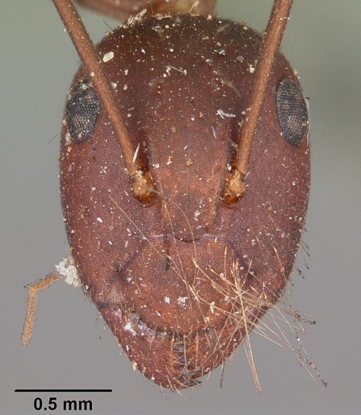 File:Camponotus aurosus casent0104620 head 1.jpg