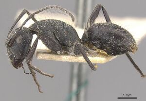 Camponotus crucheti casent0910470 p 1 high.jpg