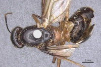 Camponotus festinus casent0901893 d 1 high.jpg