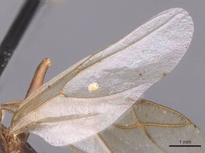 Camponotus foleyi casent0913620 p 3 high.jpg