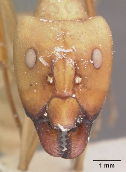 File:Camponotus gerberti casent0102311 head 1.jpg