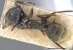 Camponotus leonardi casent0905467 d 1 high.jpg