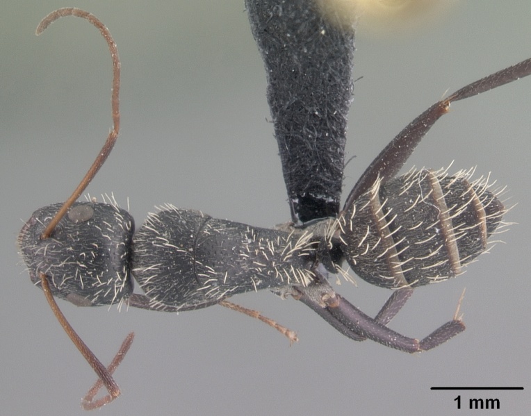 File:Camponotus niveosetosus madagascarensis casent0101383 dorsal 1.jpg