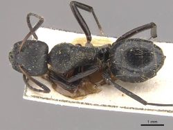 Camponotus olivieri casent0910493 d 1 high.jpg