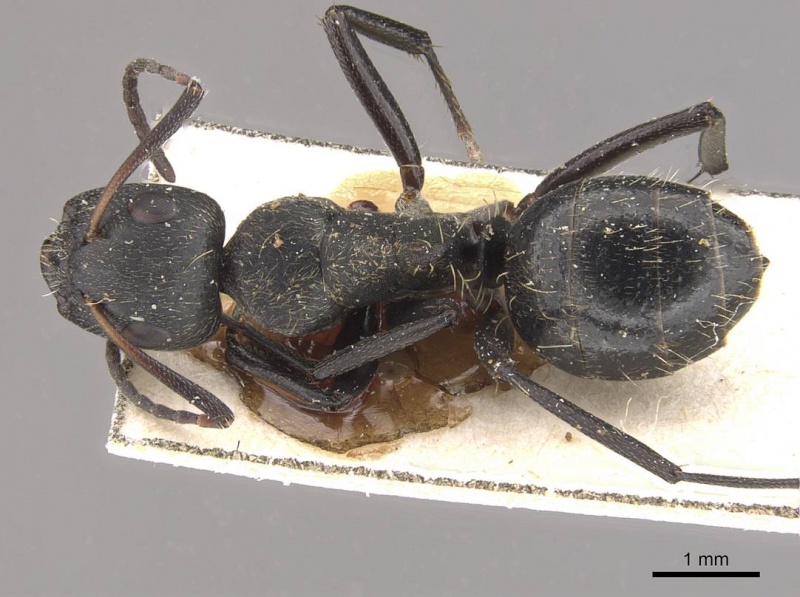 File:Camponotus olivieri casent0910493 d 1 high.jpg