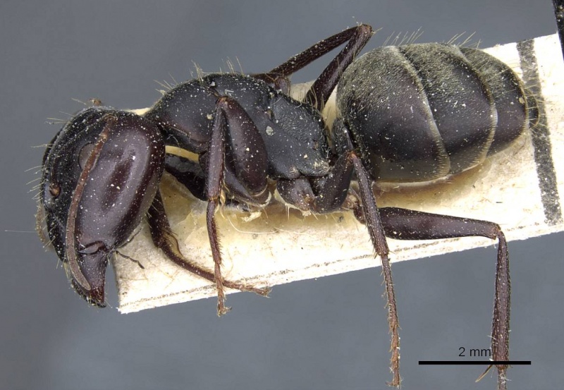 File:Camponotus rufoglaucus casent0905357 p 1 high.jpg