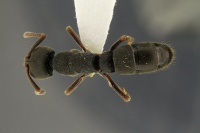 Ectomomyrmex-claudatus had 1 25.jpg