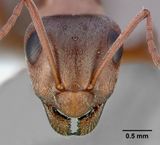 Formica aerata casent0005359 head 1.jpg