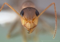 Formica xerophila casent0005379 head 1.jpg