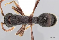 Gnamptogenys pittieri D casent0281218.jpg