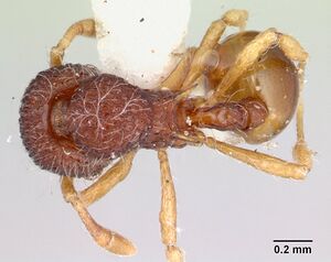 Lachnomyrmex nordestinus casent0178857 dorsal 1.jpg