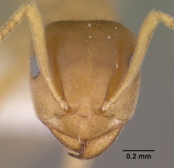 Lasius sitiens casent0102806 head 1.jpg