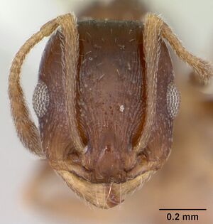 Temnothorax nevadensis casent0103389 head 1.jpg