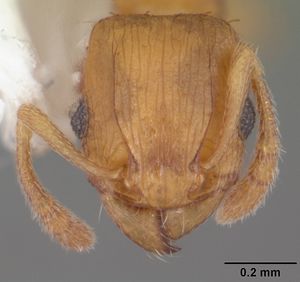 Tetramorium caldarium casent0102738 head 1.jpg