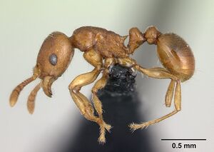 Tetramorium karthala casent0136774 p 1 high.jpg