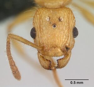 Tetramorium kelleri casent0134996 head 1.jpg