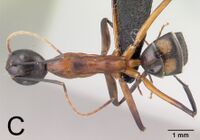 Camponotus aro 41c.jpg