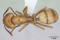 Camponotus bonariensis casent0173395 dorsal 1.jpg