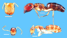 Camponotus macrocephalus1 (SAM Adelaide)-web.jpg