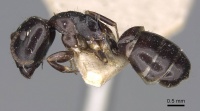 Camponotus varians casent0906967 p 1 high.jpg