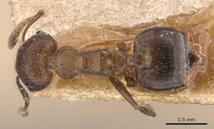 Crematogaster dohrni casent0907512 d 1 high.jpg