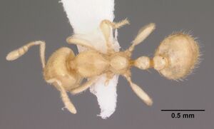 Dolopomyrmex pilatus casent0102679 dorsal 1.jpg