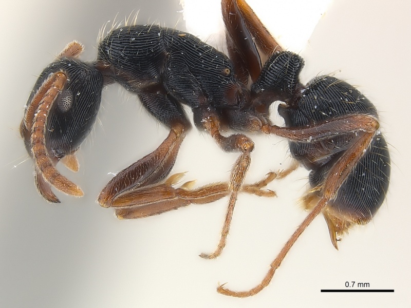 File:Gnamptogenys ammophila casent0179947 p 1 high.jpg