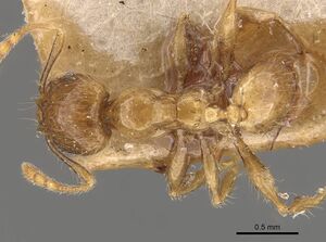 Pheidole elisae casent0907974 d 1 high.jpg