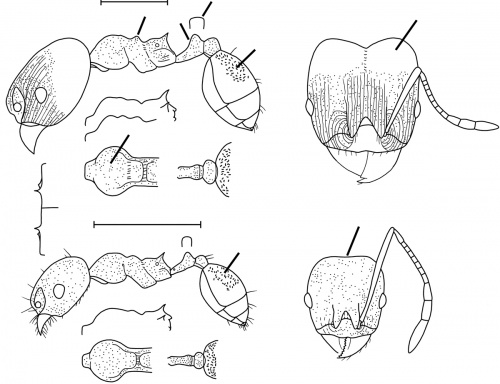 Pheidole inversa Wilson 2003.jpg