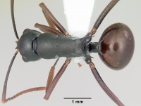 Polyrhachis arborea casent0103184 dorsal 1.jpg