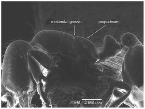 Solenopsis elhawagryi Fig 4.jpg