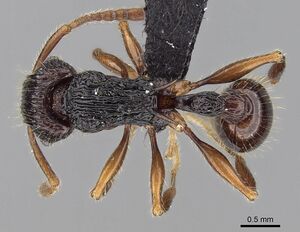 Tetramorium andohahela casent0484449 d 1 high.jpg