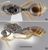 Tetramorium hippocratis F58-59.jpg