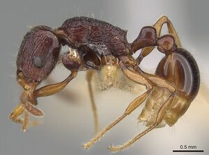 Tetramorium nassonowii casent0195504 p 1 high.jpg