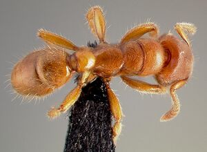 Typhlomyrmex rogenhoferi casent0004700 dorsal 1.jpg