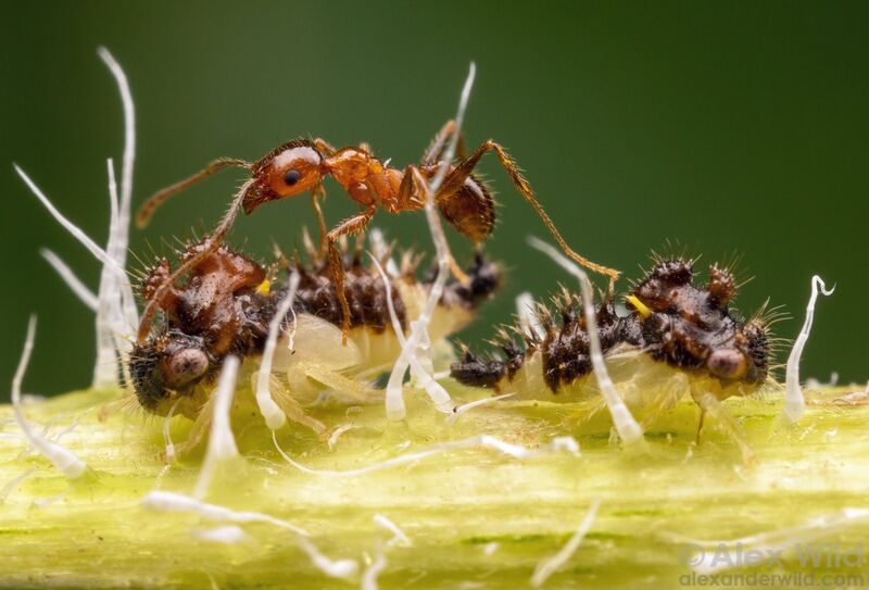 File:A Pheidole dentata ant tends Entylia treehopper nymphs for honeydew. Texas. Alex Wild.jpg