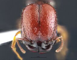 Acanthomyrmex mizunoi F4b.jpg