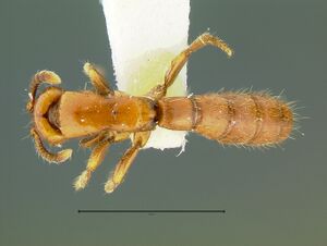 Acanthostichus-arizonensisD3.jpg