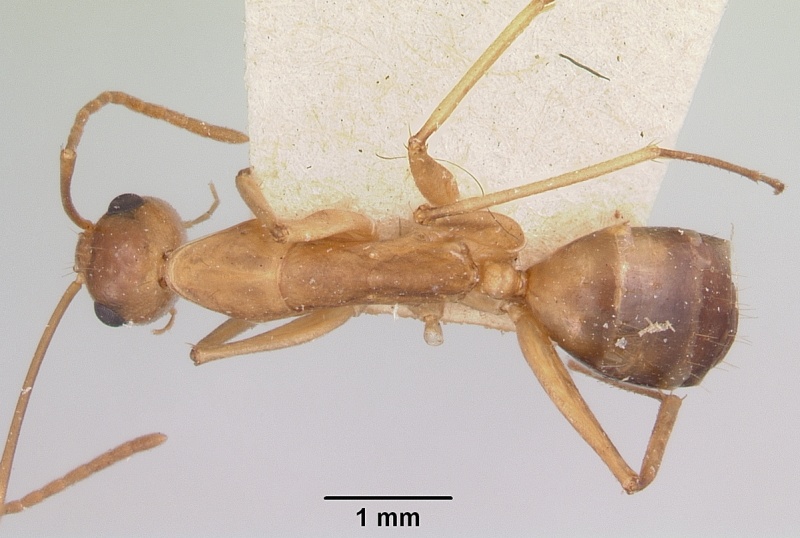 File:Camponotus maculatus casent0101356 dorsal 1.jpg